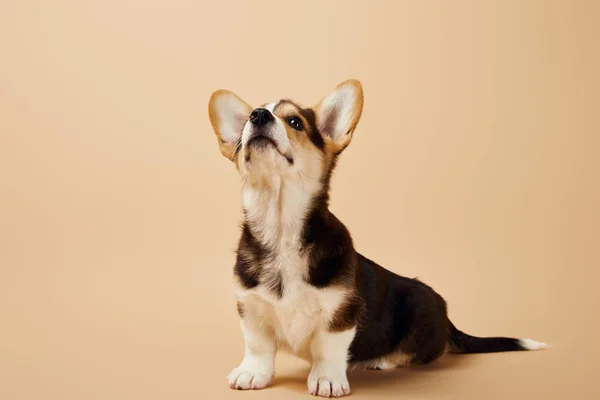 Lindo Galés Corgi Cachorro Mirando Hacia Arriba Beige Fondo — Foto de Stock