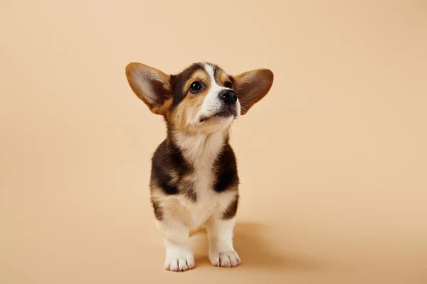 Peludo Galés Corgi Cachorro Sobre Fondo Beige —  Fotos de Stock