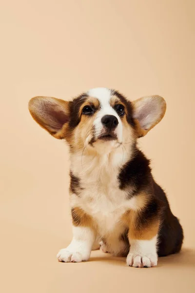 Cute Berbulu Welsh Corgi Anak Anjing Latar Beige — Stok Foto