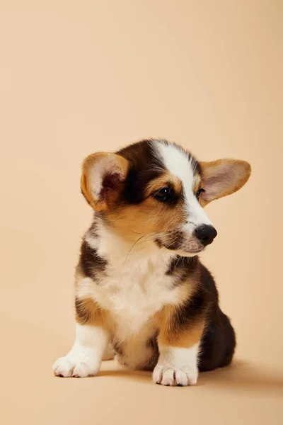 베이지 귀여운 웨일스 강아지 — 스톡 사진