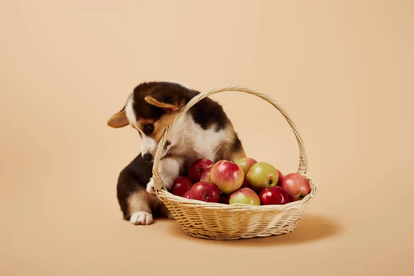ベージュの背景においしいリンゴとウィッカーバスケットの近くにかわいいウェールズコーギー子犬 — ストック写真