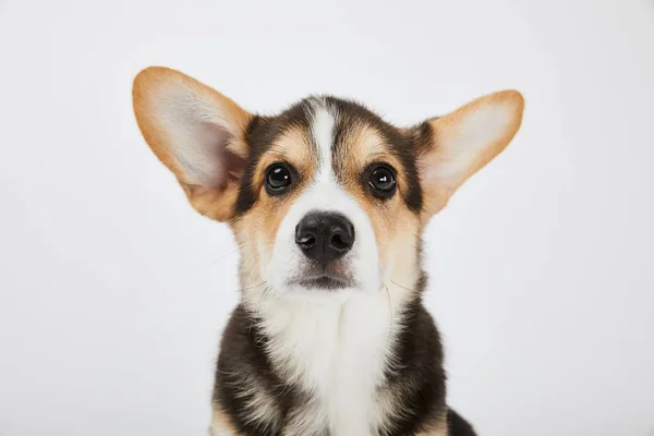 Söpö Welsh Corgi Pentu Katselee Kameran Eristetty Valkoinen — kuvapankkivalokuva