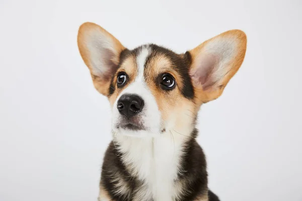 Ładny Welsh Corgi Puppy Patrząc Dala Białym Tle — Zdjęcie stockowe