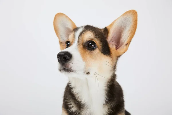 Adorável Filhote Cachorro Galês Corgi Olhando Para Longe Isolado Branco — Fotografia de Stock