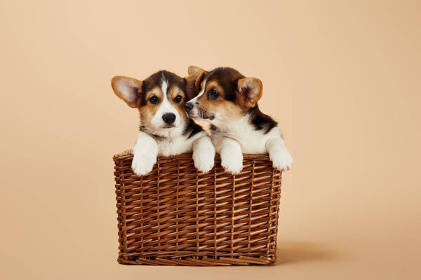 Lindos cachorros corgi galeses en canasta de mimbre sobre fondo beige — Imagen de stock Lindos Cachorros Corgi Galeses Canasta Mimbre Sobre Fondo Beige Fotos De Stock