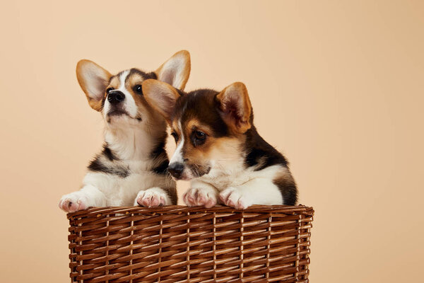 Lindos cachorros corgi galeses en canasta de mimbre aislado en beige — Imagen de stock Lindos Cachorros Corgi Galeses Canasta Mimbre Aislado Beige Fotos De Stock