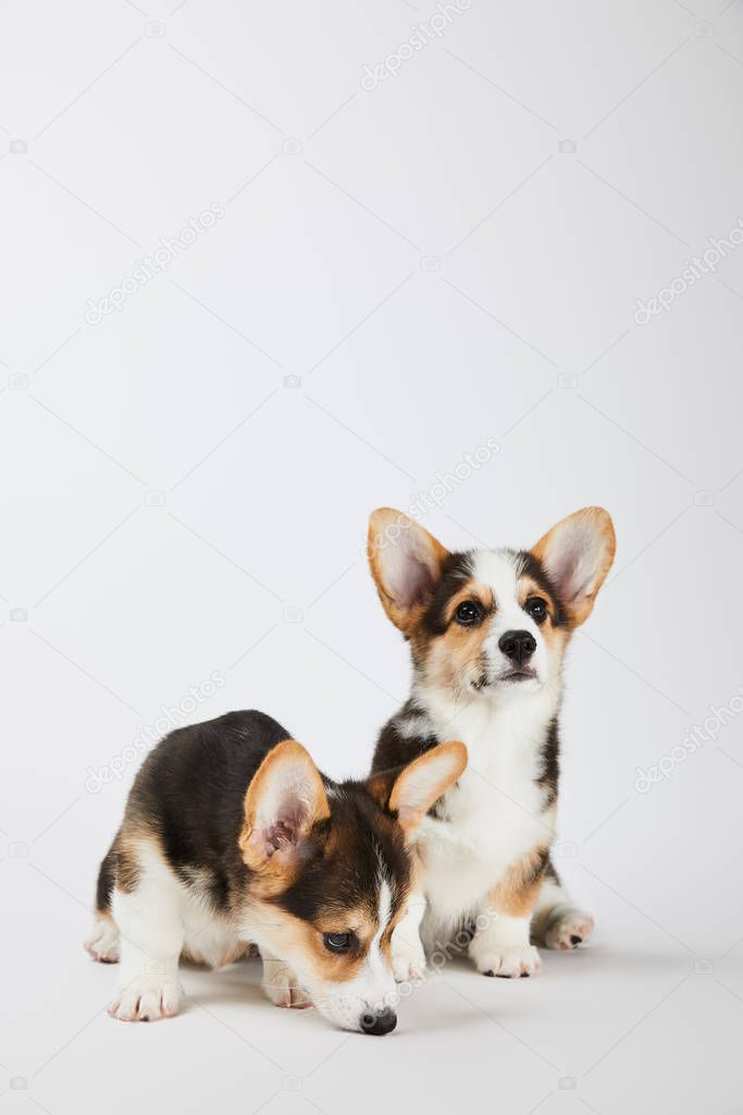 dogs #hashtag