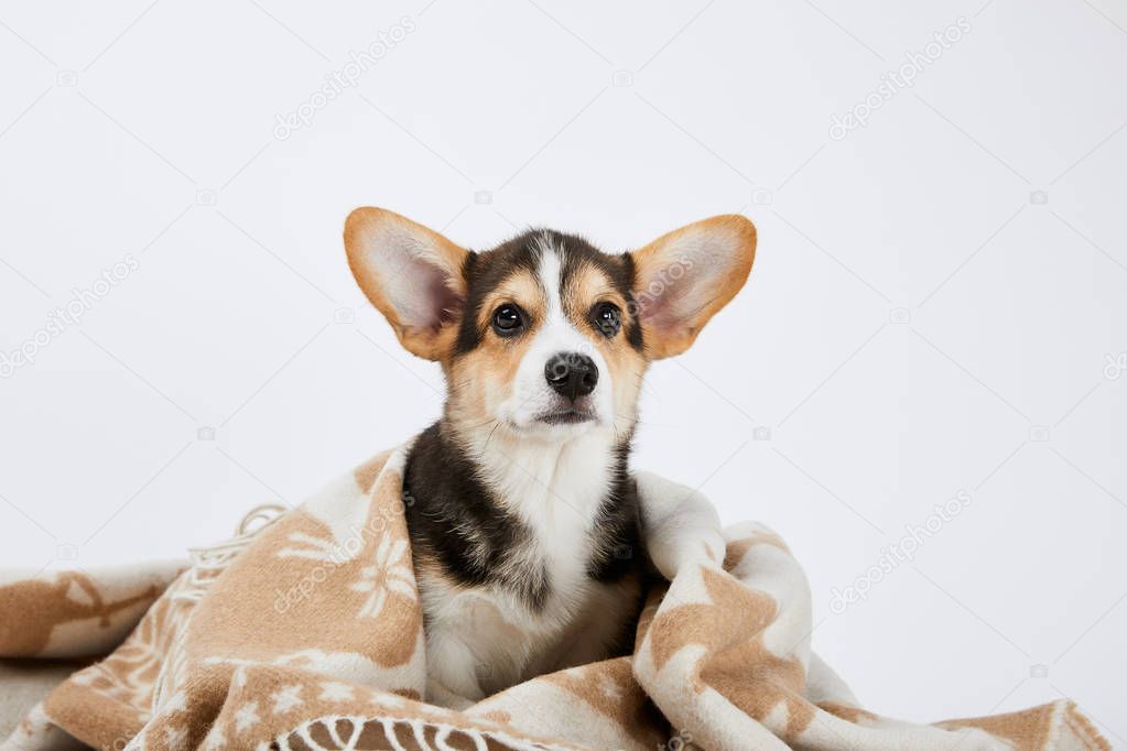 cute welsh corgi puppy in blanket isolated on white 