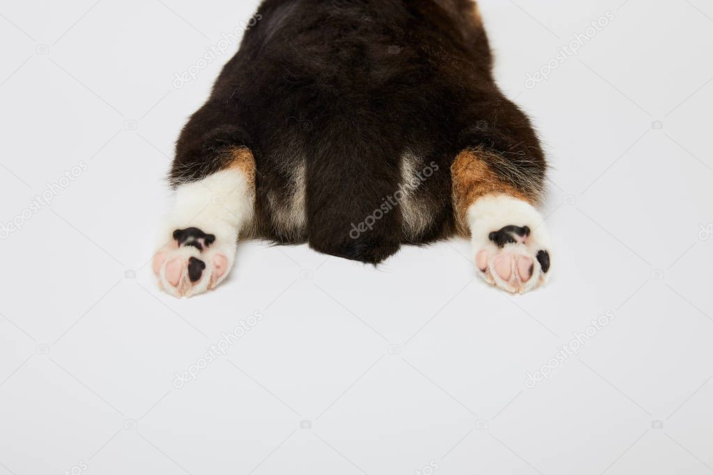 cropped view of cute welsh corgi puppy paws and tail isolated on white 