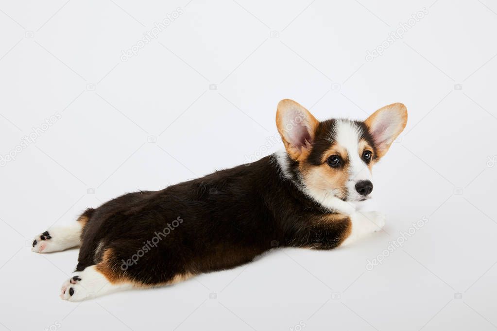 adorable welsh corgi puppy lying on white background