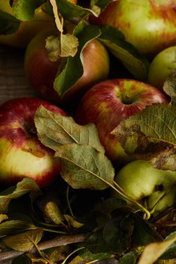 close up view of fresh ripe apples with leaves clipart