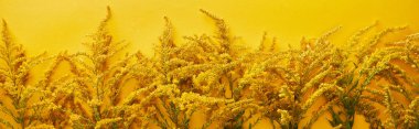 sarı izole goldenrod demetleri panoramik çekim