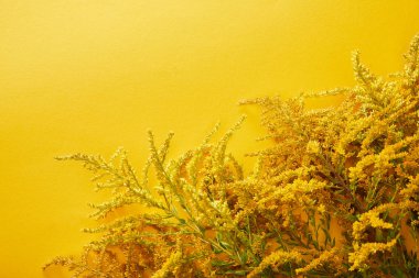 sarı arka plan üzerinde goldenrod demetleri üst görünümü