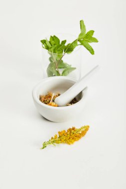 mortar and pestle with herbal mix near goldenrod twig and glass with fresh mint on white background clipart