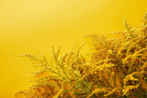 Widok Góry Żółte Buki Żółtym Tle — Zdjęcie stockowe