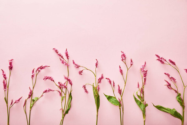 top view of wildflower twigs on pink background with copy space