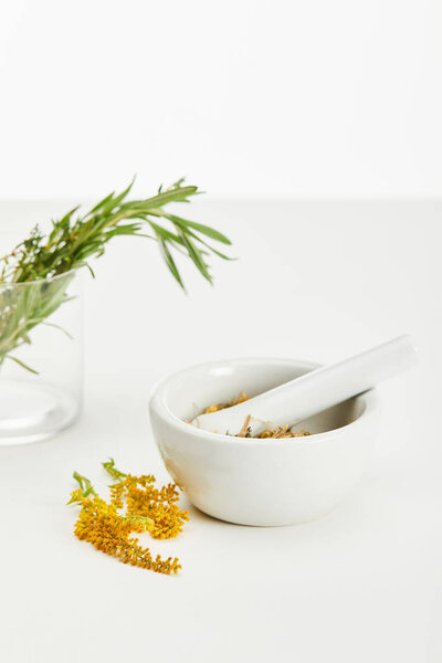 goldenrod twig near mortar and pestle with herbal mix and and glass with fresh plants on white background