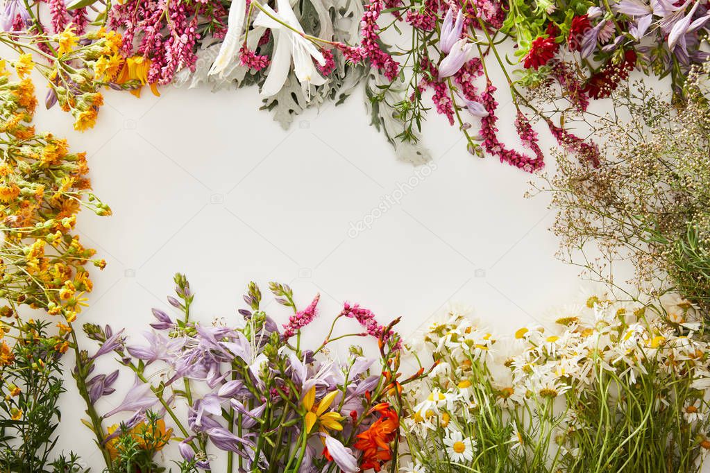 top view of diverse wildflowers on white background
