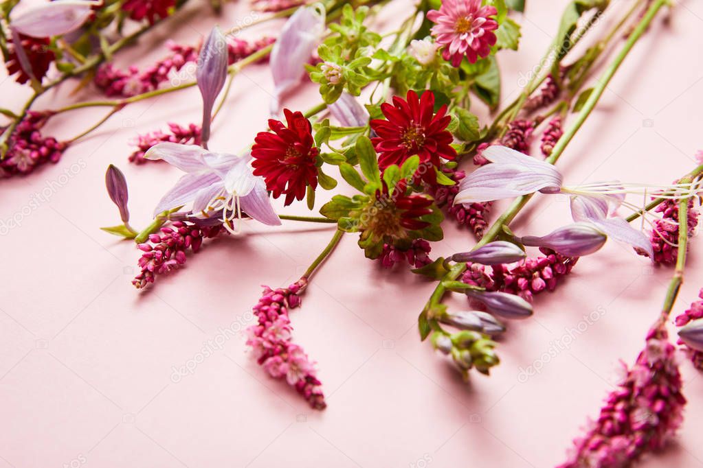 close up view of diverse wildflowers on pink background