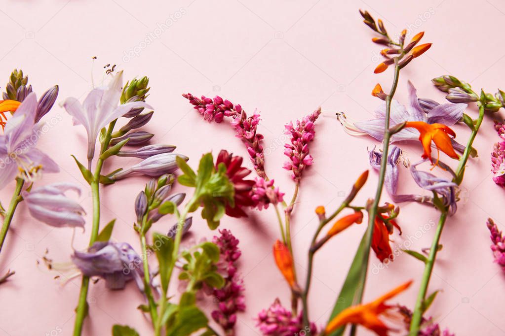 twigs of wildflowers on pink background