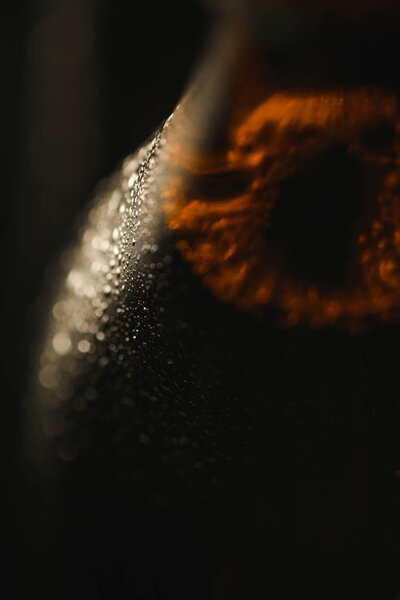 close up view of wet bottle of beer isolated on black