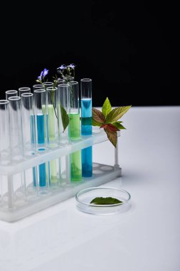 Beyaz masadaki bitkilerin yanında sıvı bulunan cam test tüpleri siyah üzerine izole edilmiş.