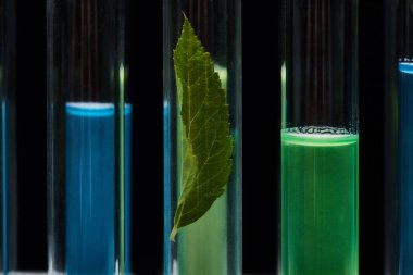 close up view of glass test tubes with leaf and liquid isolated on black