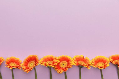 Fotokopi alanı olan mor arkaplanda turuncu gerbera çiçeklerinin üst görünümü