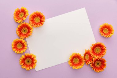 Turuncu Gerbera çiçeklerinin üst görüntüsü ve menekşe arkaplan üzerine beyaz boş kağıt