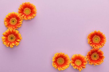 Fotokopi alanı olan mor arkaplanda turuncu gerbera çiçeklerinin üst görünümü