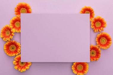 Turuncu Gerbera çiçeklerinin üst görüntüsü ve menekşe arkaplan üzerine boş kağıt
