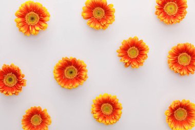 Beyaz arkaplanda turuncu gerbera çiçeklerinin üst görüntüsü