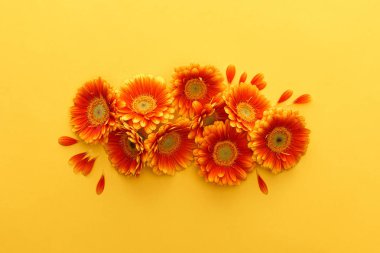 Sarı arka planda taç yaprakları olan turuncu gerbera çiçeklerinin üst görüntüsü