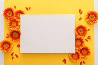 Sarı arka planda turuncu gerbera çiçeklerinin üst görüntüsü ve beyaz boş kart.