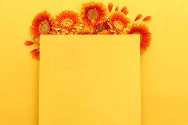 Sarı arka planda boş kartla turuncu gerbera çiçeklerinin üst görüntüsü