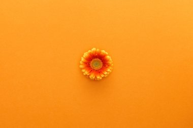 Turuncu arka planda Gerbera çiçeğinin üst görüntüsü