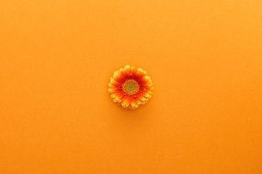 top view of gerbera flower on orange background clipart