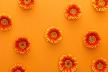 top view of gerbera flowers on orange background clipart
