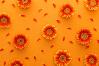 Turuncu arka planda taç yaprakları olan Gerbera çiçeklerinin üst görüntüsü