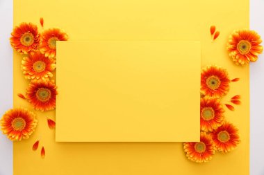 Turuncu Gerbera çiçeklerinin üst görüntüsü ve sarı arka planda boş kağıt