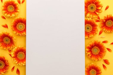Turuncu arkaplanda boş kağıt bulunan turuncu gerbera çiçeklerinin üst görüntüsü
