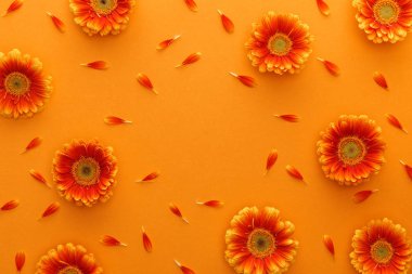top view of gerbera flowers with petals on orange background clipart