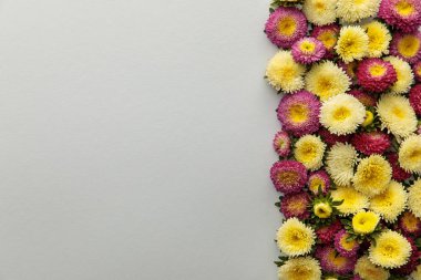 Beyaz arkaplandaki sarı ve mor asterlerin üst görünümü