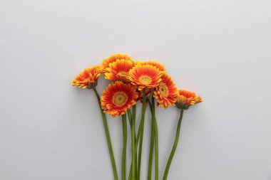 Beyaz zemin üzerinde turuncu gerbera çiçeklerinin fotokopi alanı ile üst görünümü