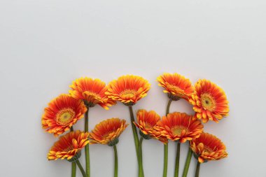 Beyaz zemin üzerinde turuncu gerbera çiçeklerinin fotokopi alanı ile üst görünümü
