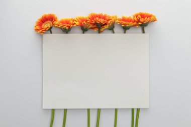 Beyaz arkaplanlı turuncu gerbera çiçeklerinin üst görüntüsü