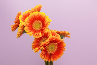 turuncu gerbera çiçekleri menekşe arkaplanında kopyalama alanı ile