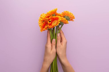 cropped view of woman holding orange gerbera flowers on violet background clipart