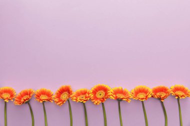 top view of orange gerbera flowers on violet background with copy space clipart