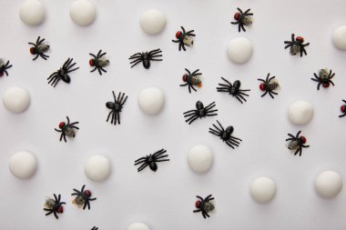 top view of flies and spiders on white background, Halloween decoration clipart